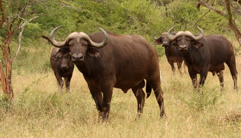Znalezione obrazy dla zapytania Разведение прочих пород скота и буйволов