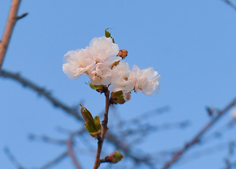 96.jpg