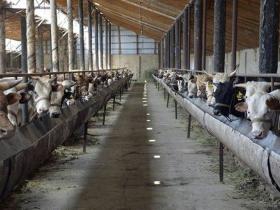 Ордабасыда 36 мал бордақылау алаңы іске қосылды