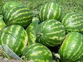 «Теріскей» қарбызы экспортталуда