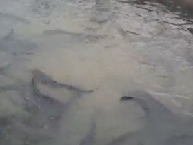 Келес ауданында Африка жайыны өсірілуде