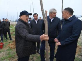 Түркістан жасыл қалаға айналады