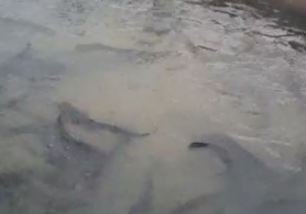 Келес ауданында Африка жайыны өсірілуде
